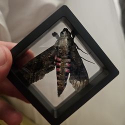 Pink Spotted Hawk Moth Specimen Framed 