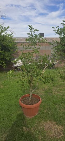 Chili Tree