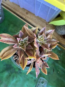 Succulent