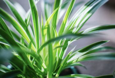 Spider Plant 