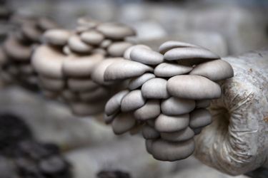 Mushroom Grow Kit – Easy Home Mushroom Growing