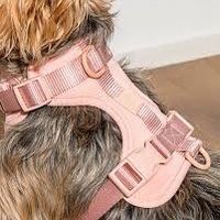 Small Breed Dog Harness 