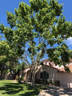 Tree Trim
