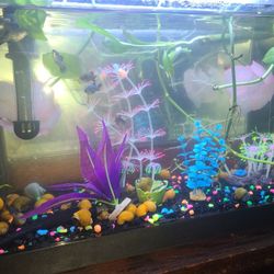 Gallon Fluval Tank 