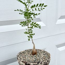 Pachycormus Discolor/ Baja Elephant Tree (Planter Included).      #P4