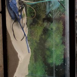 Fish Tank 