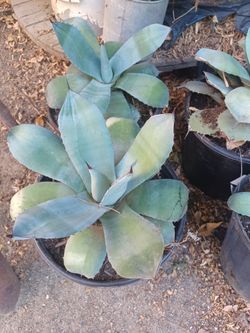 Desert Plant Whales Tongue