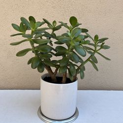 Ceramic 13" Jade Plant 🌿 Positive Energy🔺Purity Air