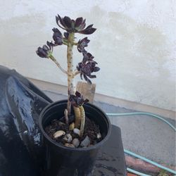 Succulent 
