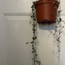 String Of Hearts Plant