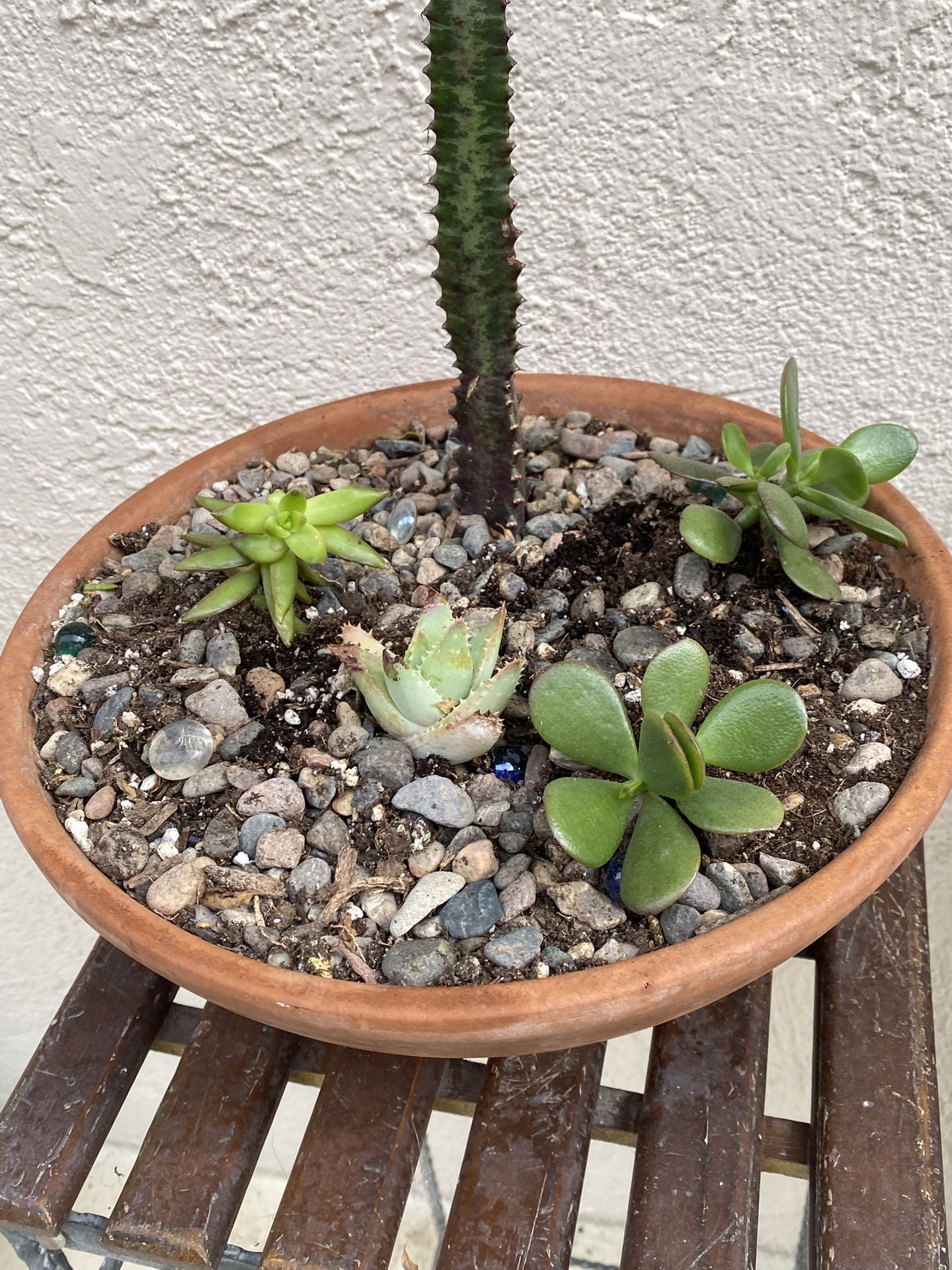 Cactus With Succulents In Terracotta Pot $20