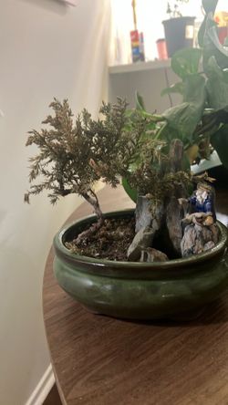 small bonsai tree