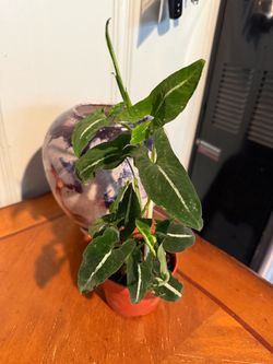SYNGONIUM WENDLANDII