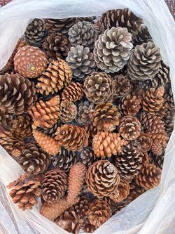 Pine Cones