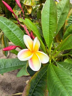 Plumeria clipping