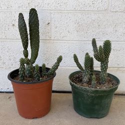 Very Healthy Cylindropuntia fulgida Jumping Cholla, Opuntia Consolea Rubescens Road Kill Cactus Plants