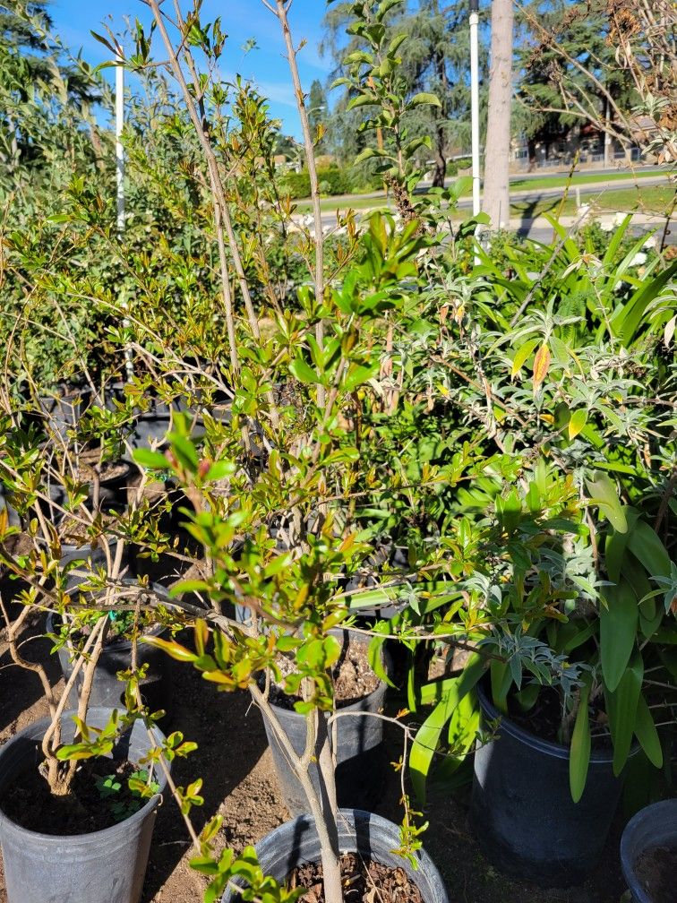 Pomegranate Tree