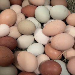 Fresh Eggs