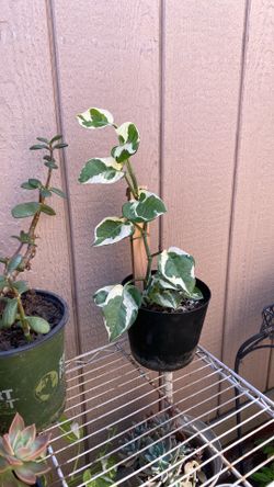 Photos plant