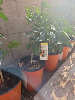 Orange Trees