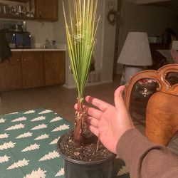 Mexican Fan Palm 🌴