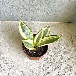 Sansevieria  Golden Hahnii   Plant 