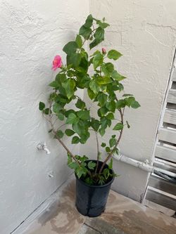 Organic Hibiscus 5.5-6ft tall.