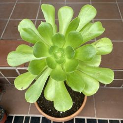 Green Aeonium 