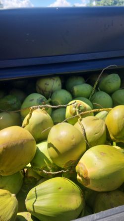 Fresh young coconuts 10 for 20$
