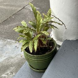 🪴 Furry Feather Calathea (Velvet Calathea) – Unique Texture & Low Light Friendly!