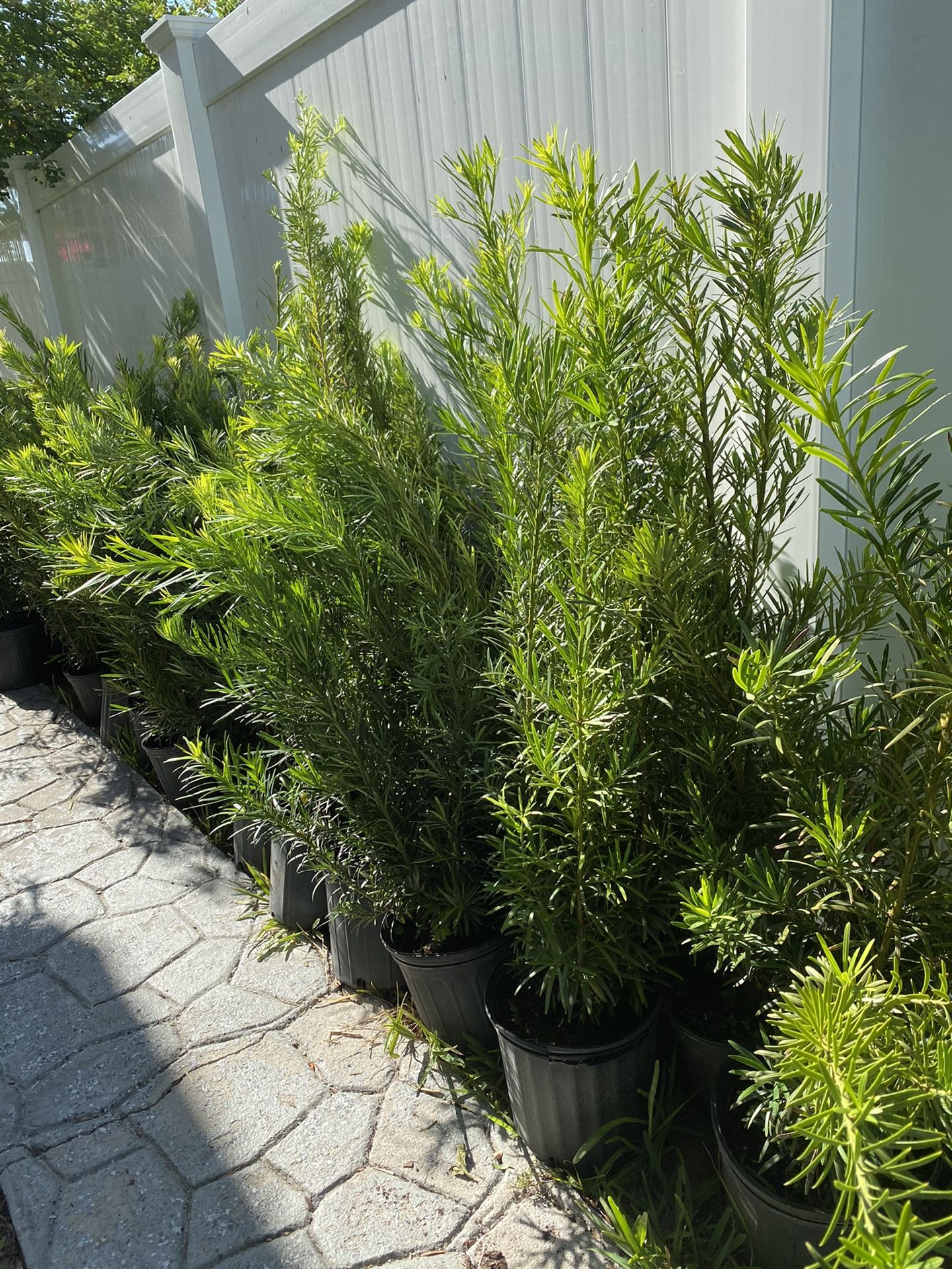 Podocarpus Plant Very Good For Make Fence