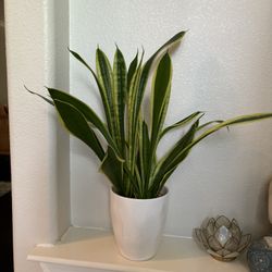 Snake Plant In A Ceramic Pot