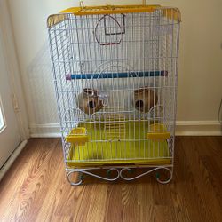 Bird Cage
