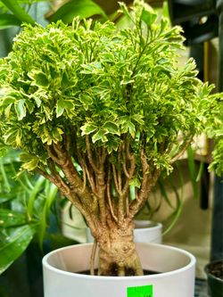 Aralia Ming Gold Variegated indoor bonsai đinh lăng vàng