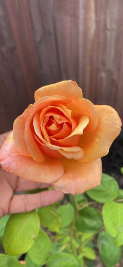 Rose tree