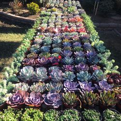 Succulent Plants and Arrangements in Covina 