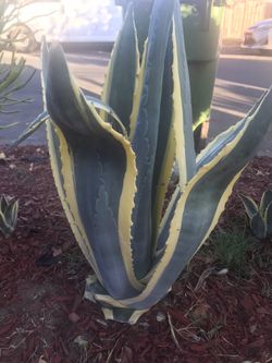 Cactus 🌵 Y Suculentas Aloe Vera