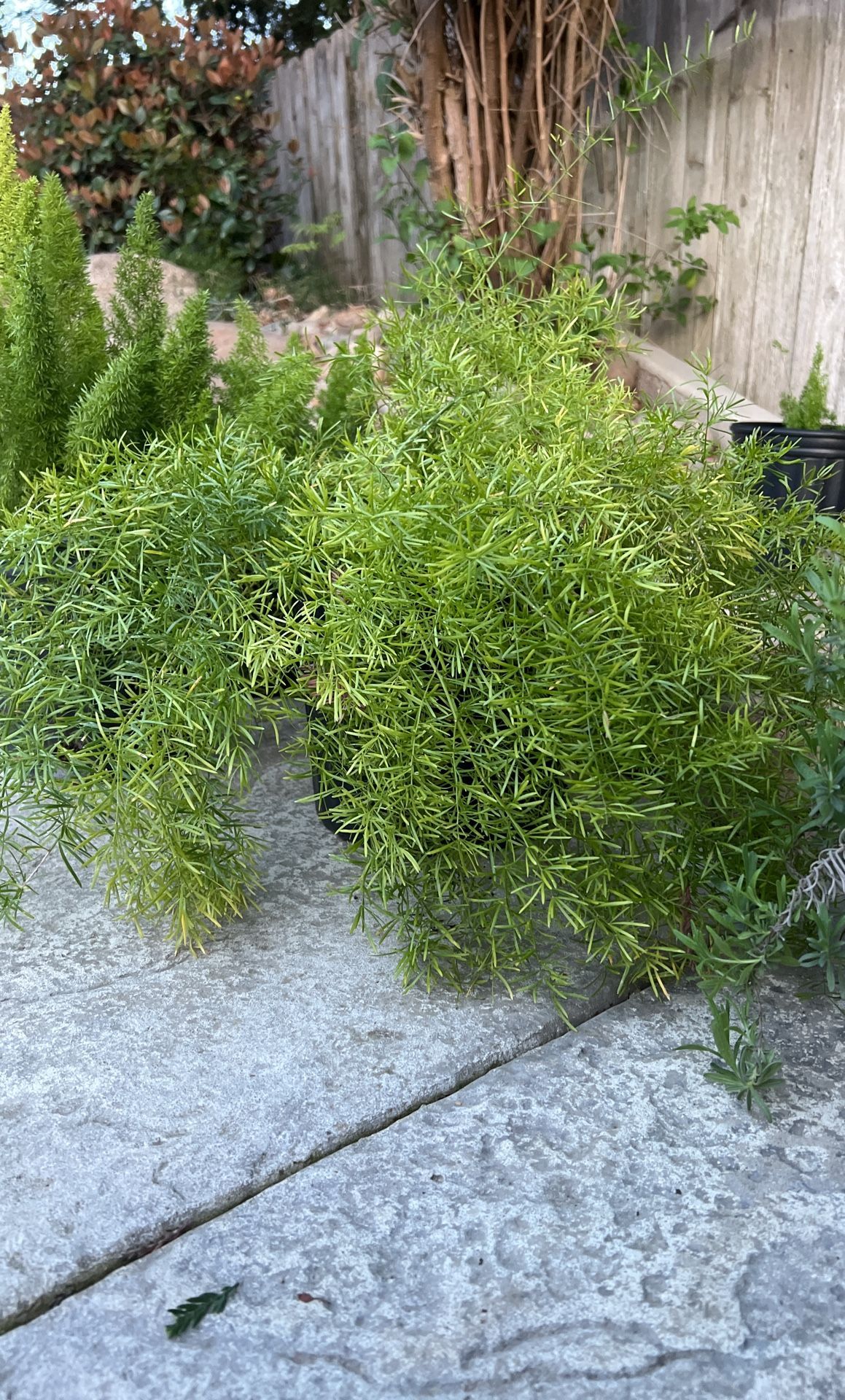 Foxtails And Ferns Plants