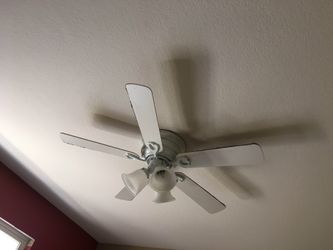 Fans
