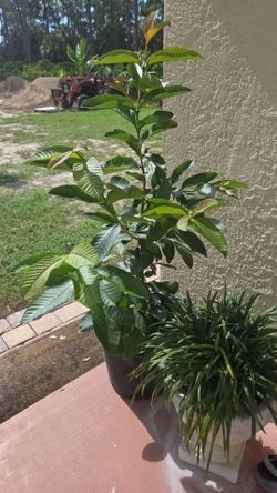 Grafted red guava tree