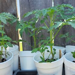 Tomato Plants $2