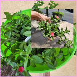 Full Sun Succulents 🌹.  Baby Sun Roses Succulents.  $5 Each