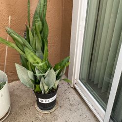 Snake House Plant 35 Inch Tall Pick Up Only