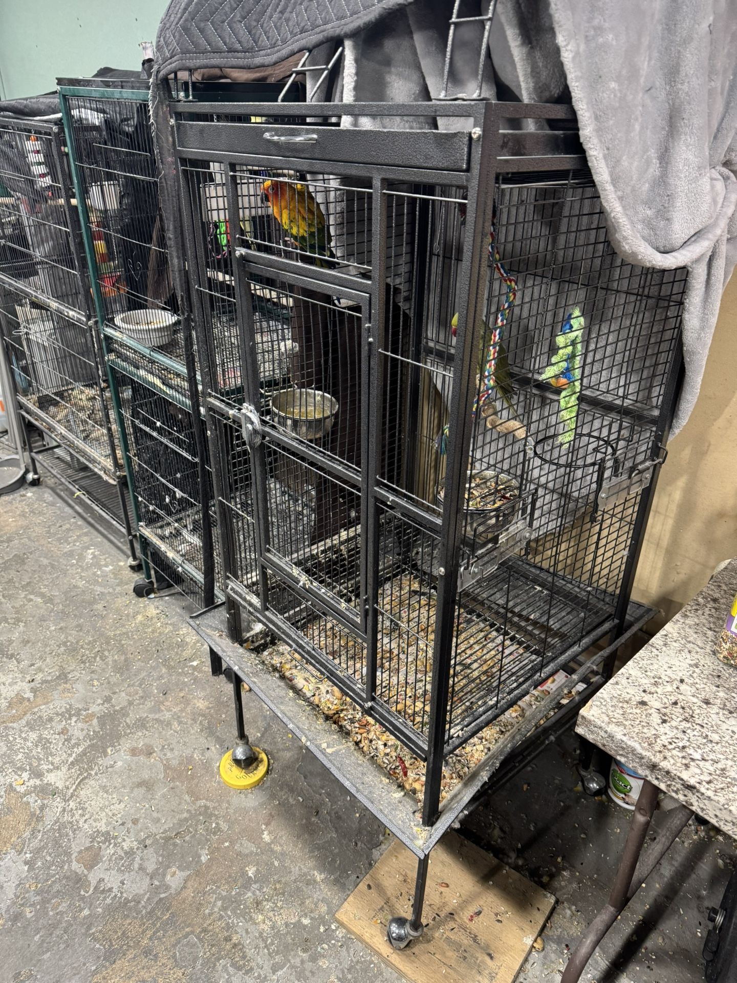 Parrot Or Birds Cage