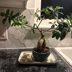 Bonsai style plant