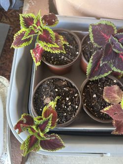 Rooted Coleus Plants