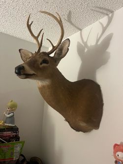 Deer
