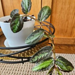 Watermelon Begonia (White Pot)