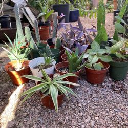 CACTUS, SUCCULENTS, PLANTS