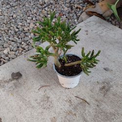 Horn Plant 